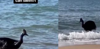 Encuentran al ave más peligrosa del mundo en playa de Australia