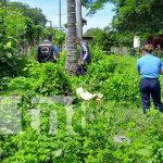 Foto: ¡Un coco que le costó la vida! Ciudadano muere al caer de una palmera en Granada/TN8