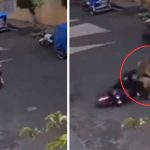 Foto: Inocente perrito salta y aterriza sobre un motociclista /cortesía