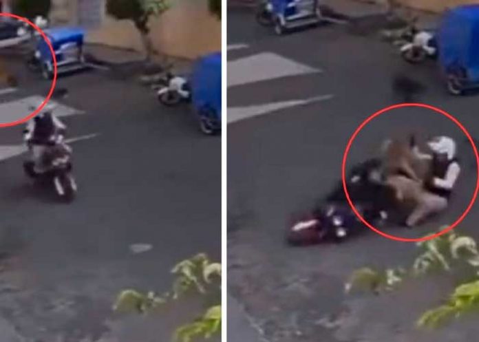 Foto: Inocente perrito salta y aterriza sobre un motociclista /cortesía