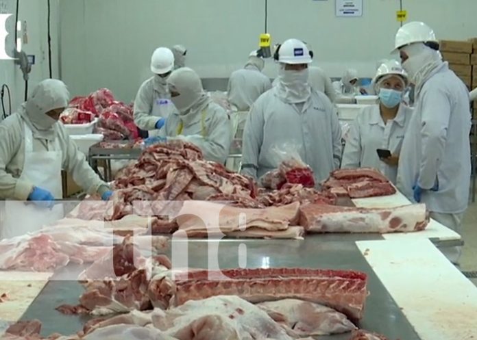 Foto: El sector porcino en Nicaragua se convierte en un pilar de la industria alimentaria/TN8