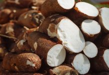 Cultivo de yuca está en su mejor momento en comunidades nandaimeña Foto: Cultivo de yuca está en su mejor momento en comunidades nandaimeña / TN8