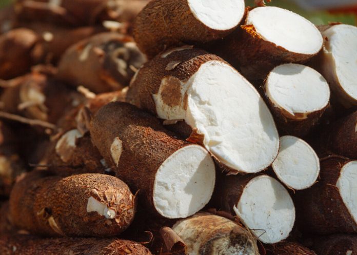 Foto: Cultivo de yuca está en su mejor momento en comunidades nandaimeña / TN8