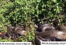 ¡Si existen! Encuentran nido de anacondas en un río y son impresionantes ¡Si existen! Encuentran nido de anacondas e un río y son impresionantes