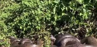 ¡Si existen! Encuentran nido de anacondas e un río y son impresionantes