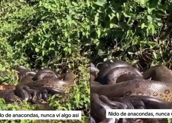 ¡Si existen! Encuentran nido de anacondas e un río y son impresionantes
