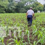 Máximo provecho a la siembra: objetivo del MEFCCA con familias productoras de Nicaragua Foto: Cultivos de Nicaragua más prósperos con la lluvia / TN8