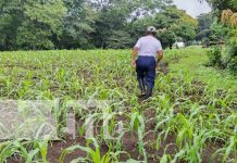 Campesinos y productores de Nicaragua: «Estamos contentos con las lluvias» Foto: Cultivos de Nicaragua más prósperos con la lluvia / TN8