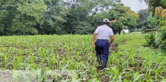 Foto: Cultivos de Nicaragua más prósperos con la lluvia / TN8