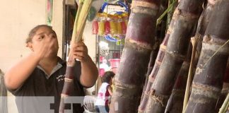 Foto: Caña Piña, de alta demanda en Nicaragua / TN8