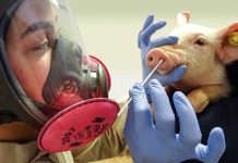 Reino Unido se mantiene en alerta tras detectar un caso de gripe porcina Alerta en Reino Unido: detectan persona contagiada de gripe porcina