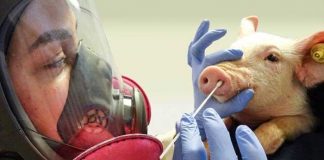 Alerta en Reino Unido: detectan persona contagiada de gripe porcina