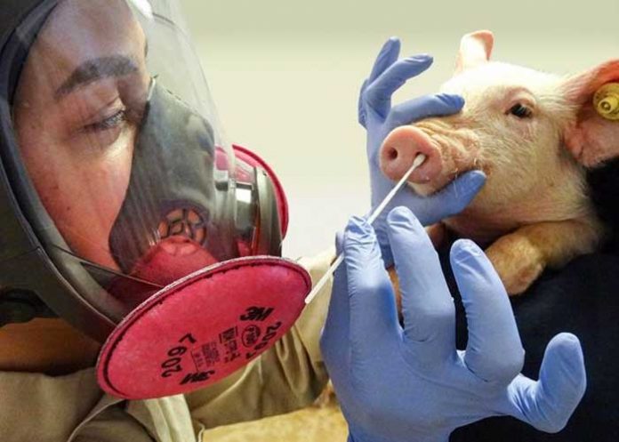 Alerta en Reino Unido: detectan persona contagiada de gripe porcina