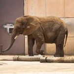 La Elefanta ‘más triste del mundo’ muere en soledad y cautiverio Muere la elefanta "más triste del mundo"