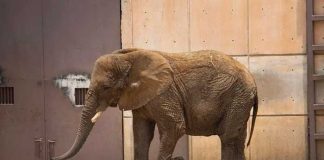 Muere la elefanta "más triste del mundo"