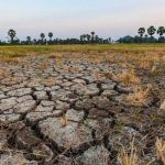 FAO presenta estrategia para mitigar el impacto de El Niño en la agricultura FAO elabora plan para atenuar el impacto de El Niño en la agricultura