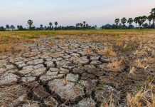 FAO elabora plan para atenuar el impacto de El Niño en la agricultura