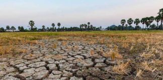 FAO elabora plan para atenuar el impacto de El Niño en la agricultura