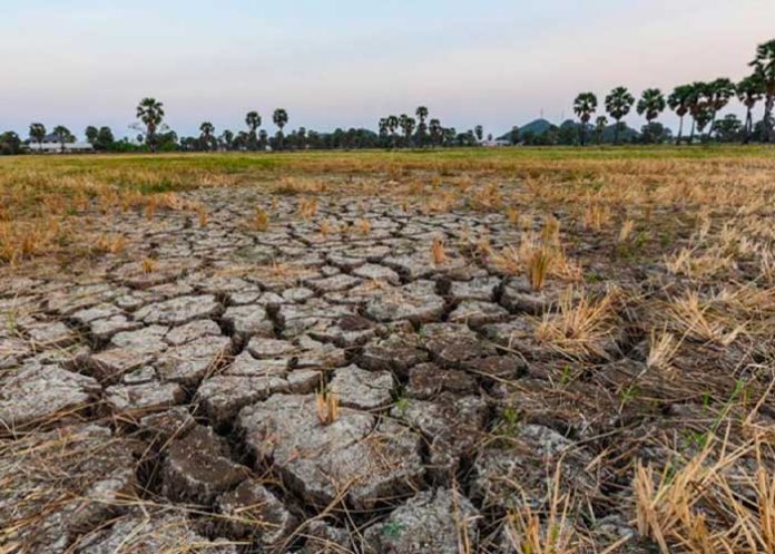 fao1 FAO elabora plan para atenuar el impacto de El Niño en la agricultura