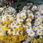 Comerciantes de flores listos para conmemorar a los difuntos en Granada Foto: Comercio de flores activado en Granada / TN8