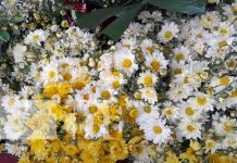 Foto: Comercio de flores activado en Granada / TN8