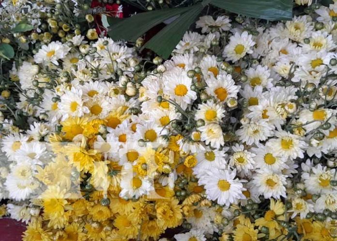 gran-flor-1 Foto: Comercio de flores activado en Granada / TN8