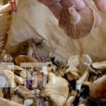 ¿Sabías que en Nicaragua existe un tour para recolección de hongos?