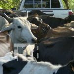 Por mejores resutados, INTA capacita sobre mejoramiento genético de ganado bovino Foto: Capacitación del INTA sobre ganado bovino / TN8