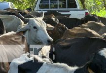Producción de carne, leche y huevo en Nicaragua: crecimiento y autosuficiencia Foto: Capacitación del INTA sobre ganado bovino / TN8