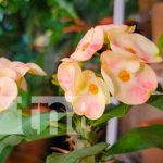 “El Vivero más Creativo” en Ocotal, recibe merecido reconocimiento 