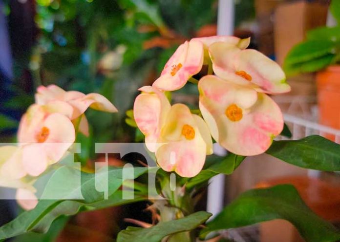 “El Vivero más Creativo” en Ocotal, recibe merecido reconocimiento 