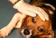 ¿Plaga en EE.UU.? Extraña enfermedad respiratoria está matando a los perros Extraña enfermedad respiratoria está matando a los perros