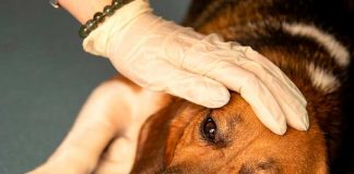 Extraña enfermedad respiratoria está matando a los perros