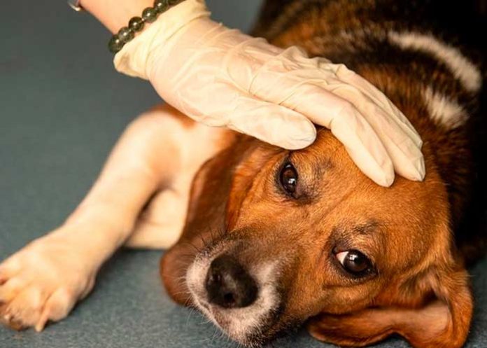 perro1 Extraña enfermedad respiratoria está matando a los perros