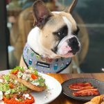 Crean restaurante llamado “Fiuto” exclusivamente para perros