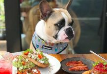 ¡Juemadre! «Fiuto», el nuevo restaurante exclusivamente para perros Crean restaurante llamado “Fiuto” exclusivamente para perros