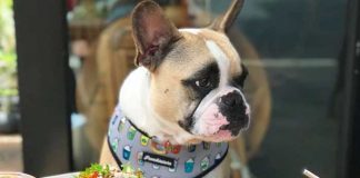 Crean restaurante llamado “Fiuto” exclusivamente para perros
