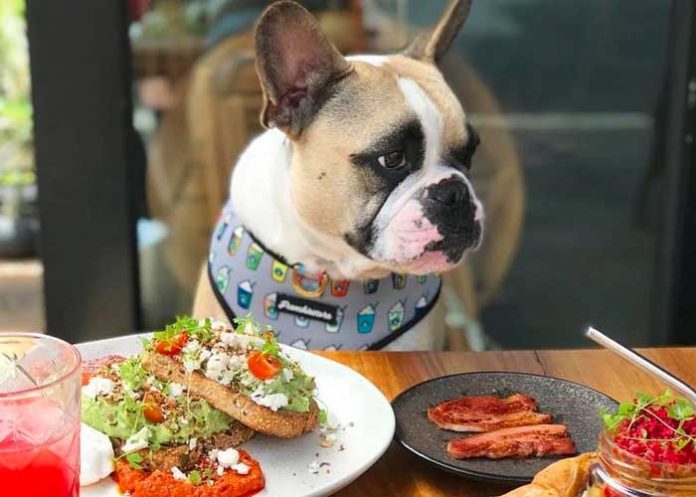 perro1 Crean restaurante llamado “Fiuto” exclusivamente para perros