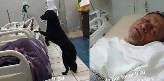 Desahuciado rogó para que alguien adopte a su perrito 