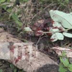 Ladrón de plátanos malmata a machetazos a un hombre en Rivas Foto: Agresión de parte de un ladrón de plátanos en Rivas /