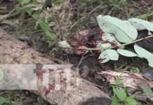 Ladrón de plátanos malmata a machetazos a un hombre en Rivas Foto: Agresión de parte de un ladrón de plátanos en Rivas /