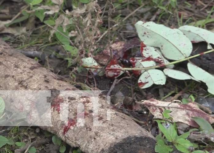 Foto: Agresión de parte de un ladrón de plátanos en Rivas /