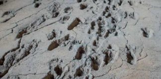 Foto: Huellas de Acahualinca en Nicaragua