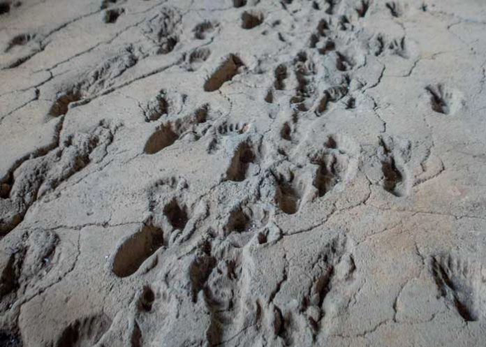 Foto: Huellas de Acahualinca en Nicaragua