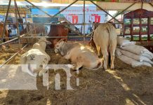Reportan ventas exitosas en el cierre de la Feria Ganadera Navideña Managua 2023 Foto: Reportan ventas exitosas en el cierre de la Feria Ganadera Navideña Managua 2023 / TN8