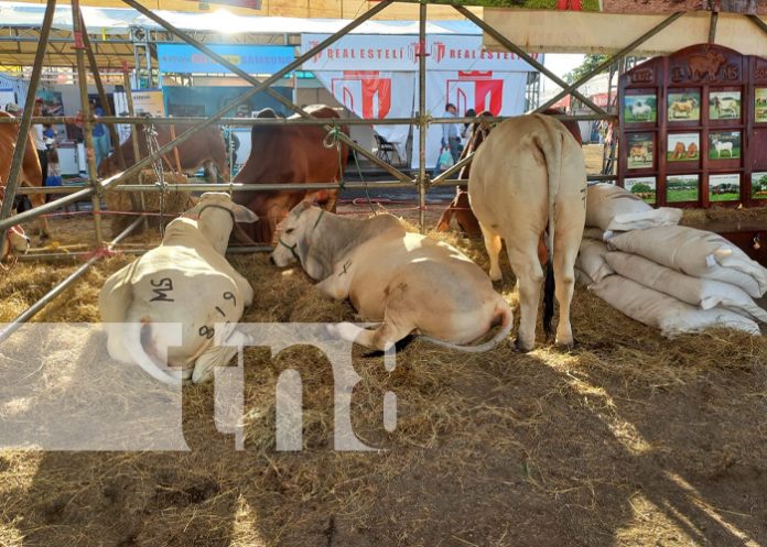 Foto: Reportan ventas exitosas en el cierre de la Feria Ganadera Navideña Managua 2023 / TN8