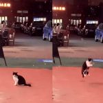 Foto: Gatito causa reacciones en redes /cortesía