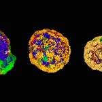 ¿Ciencia ficción o realidad? Desarrollan Antropobots con tejido humano foto: Antropobots y xenobots /cortesía