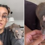 Criticada por adoptar como su mascota a una rata de la basura