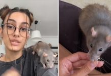 Criticada por adoptar como su mascota a una rata de la basura Criticada por adoptar como su mascota a una rata de la basura